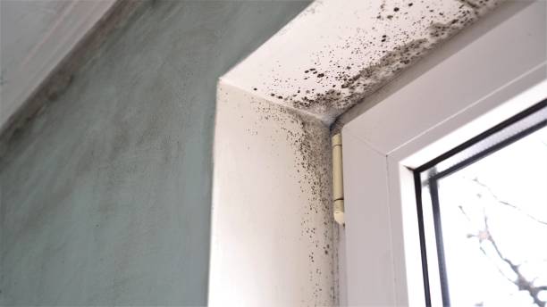 Mold Odor Removal Services in Clinton, OH