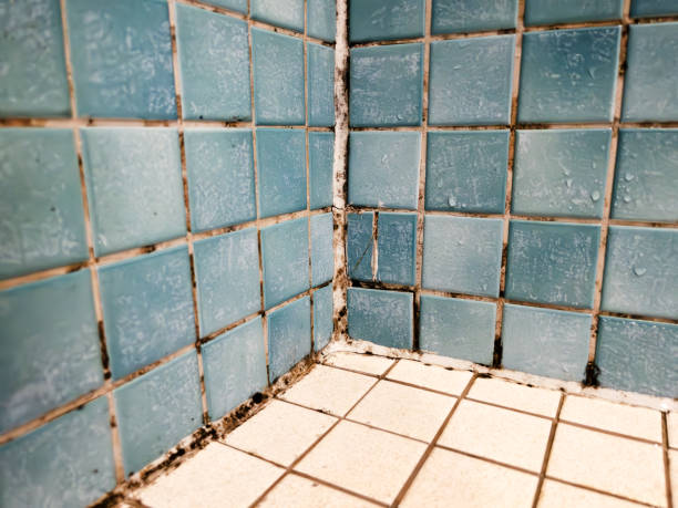 Best Mold Odor Removal Services  in Clinton, OH