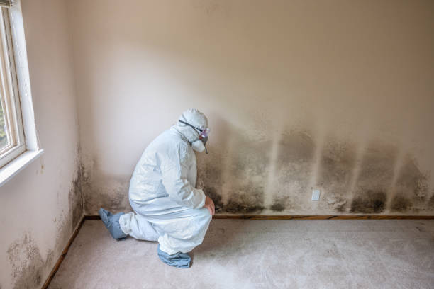 Best Asbestos and Lead Testing During Mold Inspection  in Clinton, OH